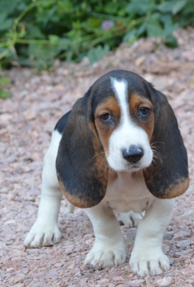 Vicious Dog
